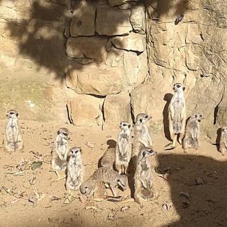 Zoo