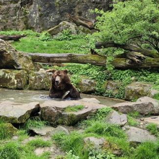 zoo děčín