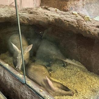 Projektový den – „Poznej Prahu“ – ZOO