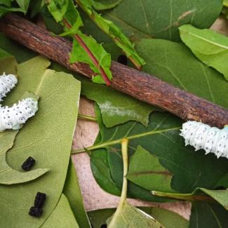 Motýl Martináč pajasanový ve 3. A