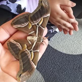 Motýl Martináč pajasanový ve 3. A