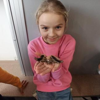 Motýl Martináč pajasanový ve 3. A