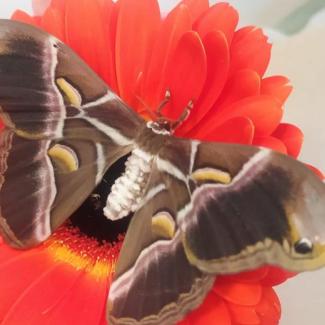 Motýl Martináč pajasanový ve 3. A