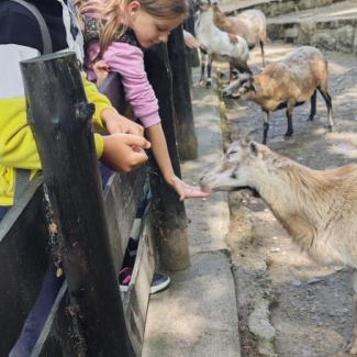 zoo