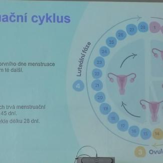menstruace