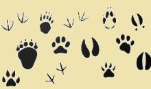 ŠD - soutěž "Zvířecí stezkou"