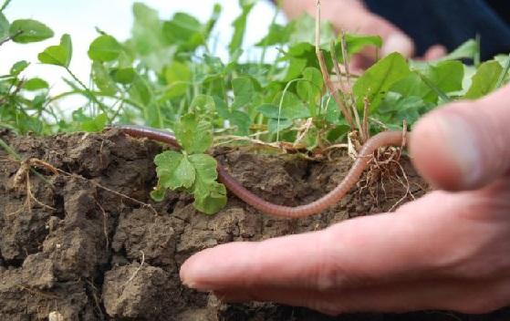Žáci 4.A objevovali tajemství půdy