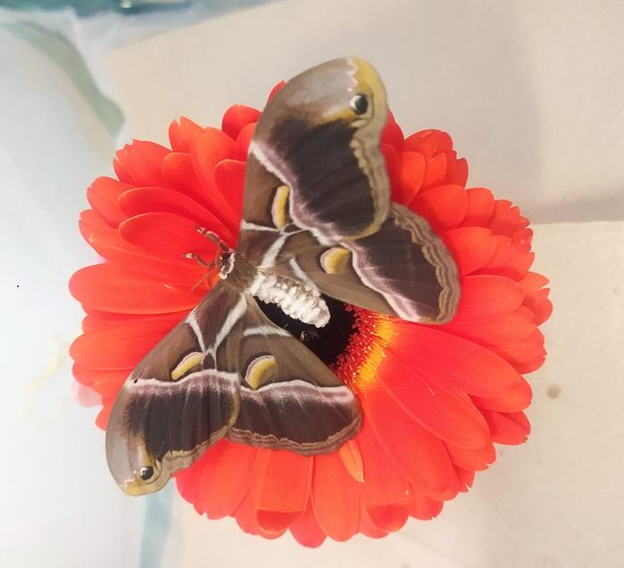 Motýl Martináč pajasanový ve 3. A